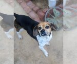 Small Photo #1 Beagle Puppy For Sale in Apple Valley, CA, USA