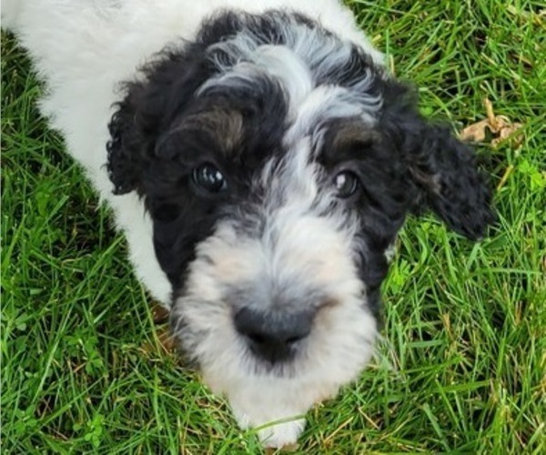 Medium Photo #1 Miniature Bernedoodle Puppy For Sale in SAINT LOUIS, MO, USA