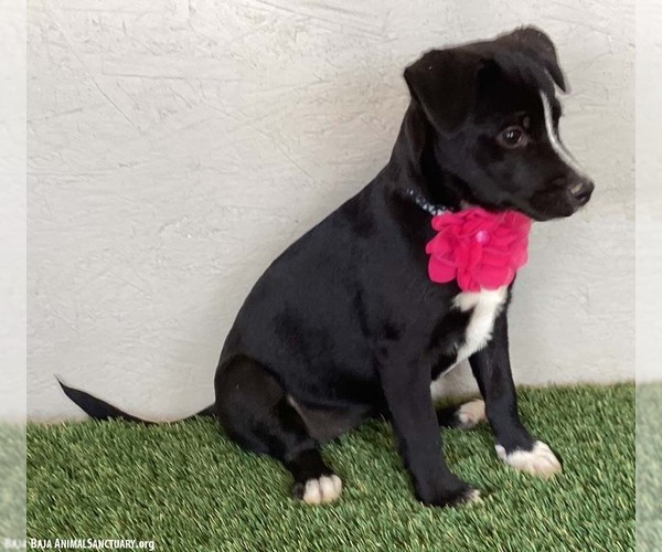 Medium Photo #2 Border Collie-Unknown Mix Puppy For Sale in San Diego, CA, USA