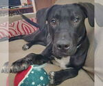 Small #3 Boxer Mix