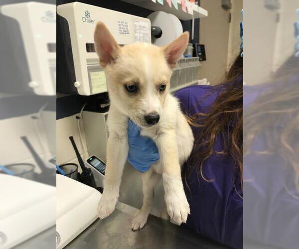 Medium Photo #1 Siberian Husky-Unknown Mix Puppy For Sale in Conroe, TX, USA