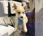 Small Siberian Husky Mix