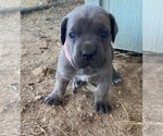 Small Photo #19 Cane Corso Puppy For Sale in HEREFORD, AZ, USA