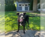 Small #5 Labrador Retriever Mix