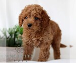 Small #3 Goldendoodle (Miniature)
