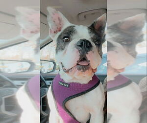 French Bulldog Dogs for adoption in Indianapolis, IN, USA