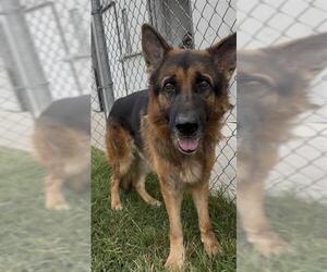 German Shepherd Dog Dogs for adoption in Rosenberg, TX, USA