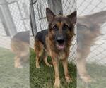 HAVOC - Male German Shepherd Dog Dog for Adoption - Small photo