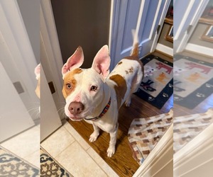 American Staffordshire Terrier Dogs for adoption in Holly Springs, NC, USA
