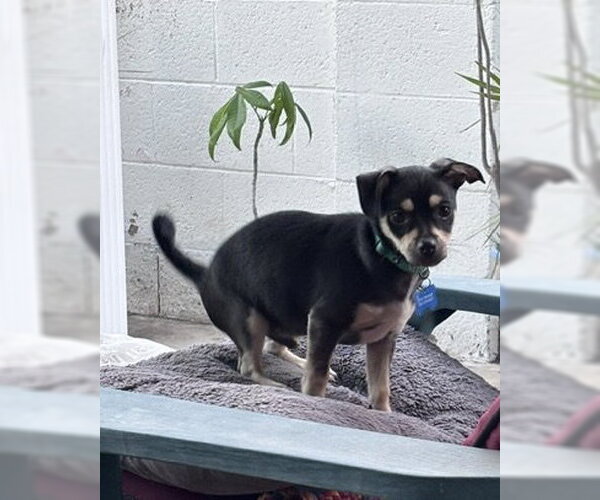 Medium Photo #6 Chihuahua-Unknown Mix Puppy For Sale in Corona, CA, USA