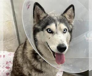 Siberian Husky Dogs for adoption in San Bernardino, CA, USA