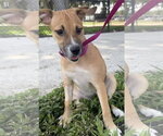 Small #5 Black Mouth Cur Mix