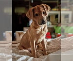 Small Mutt