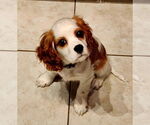 Small #4 Cavalier King Charles Spaniel