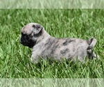 Small #7 Pug