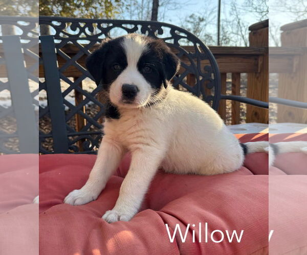 Medium Photo #1 Great Pyrenees-Unknown Mix Puppy For Sale in Parker Ford, PA, USA