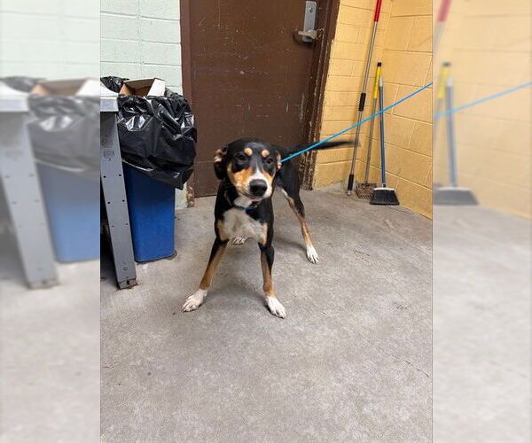 Medium Photo #1 Greater Swiss Mountain Dog-Unknown Mix Puppy For Sale in Stockton, CA, USA