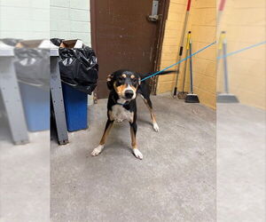 Greater Swiss Mountain Dog-Unknown Mix Dogs for adoption in Stockton, CA, USA