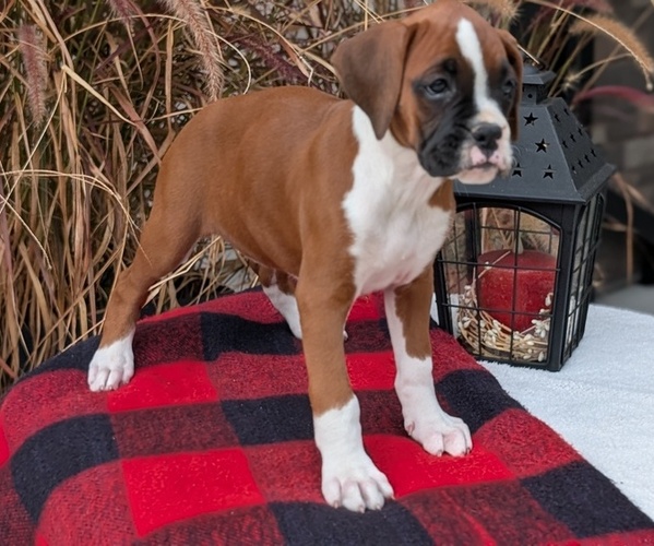 Medium Photo #8 Boxer Puppy For Sale in GOSHEN, IN, USA