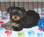 Small Photo #13 Yorkshire Terrier Puppy For Sale in ORO VALLEY, AZ, USA