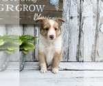 Puppy Jenny Shetland Sheepdog