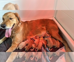Mother of the Golden Retriever puppies born on 03/31/2024