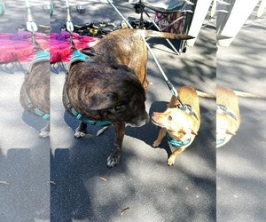 Sheba  [bonded to Bambi] - Female Mutt Dog for Adoption - Photo #13