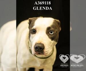 Mutt Dogs for adoption in Stockton, CA, USA