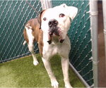 Small American Bulldog
