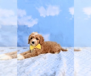 Cavapoo Puppy for sale in APOPKA, FL, USA