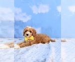Small Cavapoo