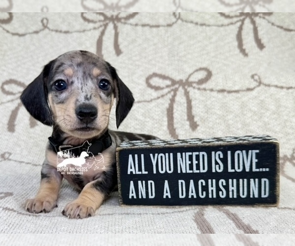 Medium Photo #2 Dachshund Puppy For Sale in SOUTH EASTON, MA, USA