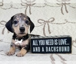 Small #1 Dachshund