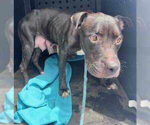Mutt Dogs for adoption in Camarillo, CA, USA