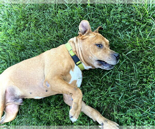 Medium Photo #4 American Pit Bull Terrier-Unknown Mix Puppy For Sale in Estherville, IA, USA