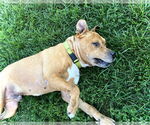 Small #3 American Pit Bull Terrier Mix