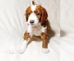 Puppy Bella Goldendoodle