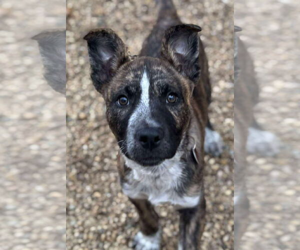 Medium Photo #1 Alaskan Malamute-American Pit Bull Terrier Mix Puppy For Sale in Matawan, NJ, USA