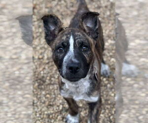 Alaskan Malamute-American Pit Bull Terrier Mix Dogs for adoption in Matawan, NJ, USA