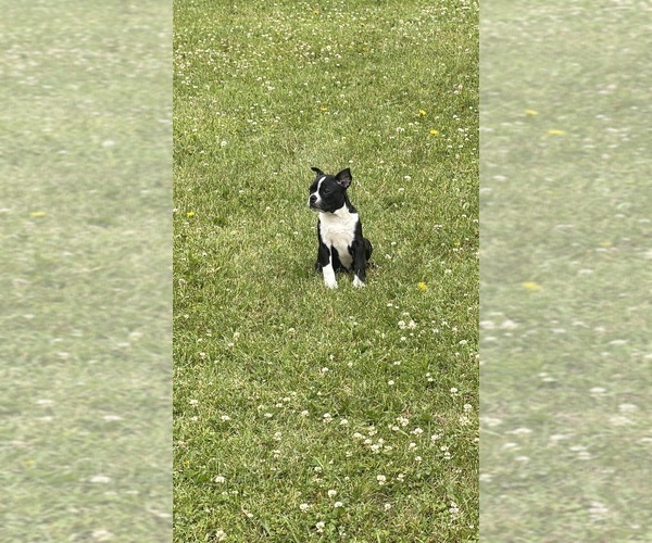 Medium Photo #4 Boston Terrier Puppy For Sale in ATHENS, WI, USA