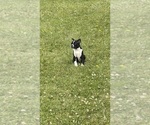 Small #3 Boston Terrier