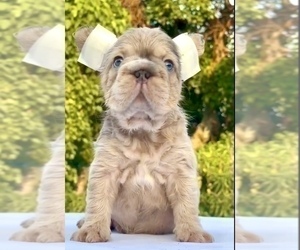 French Bulldog Puppy for sale in MORENO VALLEY, CA, USA