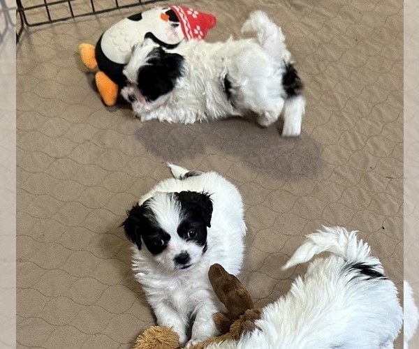 Medium Photo #4 Shih-Poo Puppy For Sale in GLOUCESTER, VA, USA