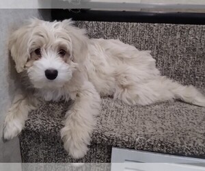 Maltipoo-Schnoodle (Miniature) Mix Puppy for sale in WINSTON, OR, USA
