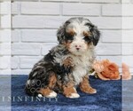 Small Bernedoodle (Miniature)