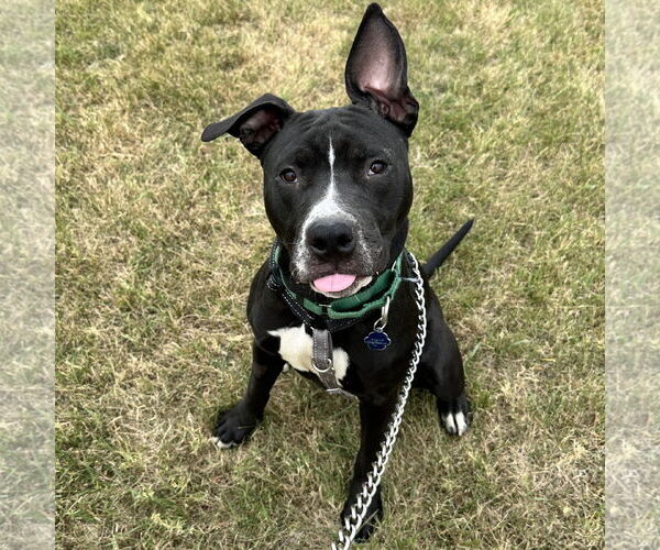Medium Photo #17 American Pit Bull Terrier Puppy For Sale in Fargo, ND, USA