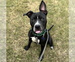 Small #16 American Pit Bull Terrier