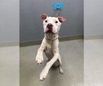 Small Mutt