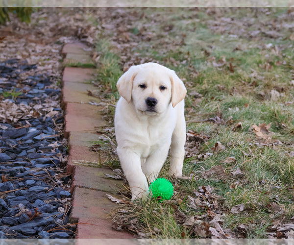 Medium Photo #7 Labrador Retriever Puppy For Sale in SYRACUSE, IN, USA