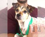 Small #1 Rat Terrier Mix